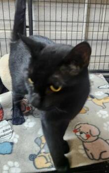 SERENA -  Domestic Short Hair Cat for Adoption in Lexington, Tennessee - SERENA | PetCurious