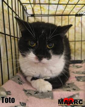 Domestic Short Hair Cats Available for Adoption in Maryville, Tennessee - Toto | PetCurious