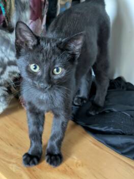 Rescue Domestic Short Hair Cats for Adoption in Shakespeare, Ontario - Rip | PetCurious