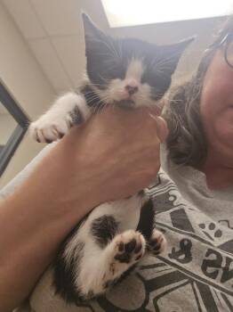 Mossy -  Domestic Short Hair Cat for Adoption in Madison, Georgia - Mossy | PetCurious
