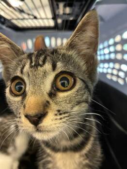 A137259 -  Domestic Short Hair Cat for Adoption in Palmetto, Florida - A137259 | PetCurious