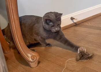 Rescue American Bobtail Cats for Adoption in Fairfax Station, Virginia - Bunny | PetCurious