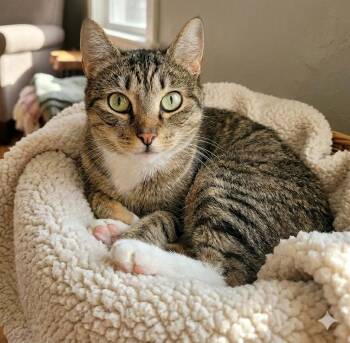 Domestic Short Hair Cats Available for Adoption - Naomi | PetCurious