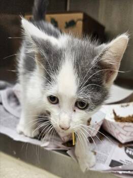 Rescue Domestic Short Hair Cats for Adoption in St. Louis, Missouri - HAZEL | PetCurious
