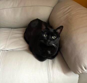 Domestic Short Hair Cats Available for Adoption in Elmsford, New York - Catherine O