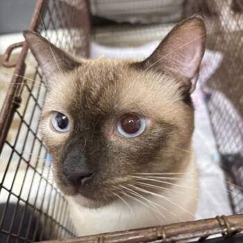 Other One -  Siamese Cat for Adoption in Yuma, Arizona - Other One | PetCurious