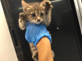 A1917642 -  Domestic Short Hair Cat Available for Adoption in Thousand Palms, California - A1917642 | PetCurious