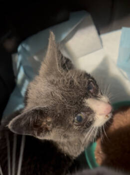 Rescue Domestic Short Hair Cats for Adoption in Albuquerque, New Mexico - Peek-A-Boo | PetCurious