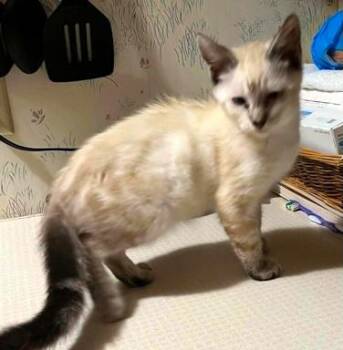 Emily -  Siamese Cat for Adoption in Paris, Kentucky - Emily | PetCurious