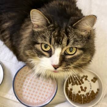 Rescue Domestic Long Hair Cats for Adoption in Bedford, New Hampshire - Hope | PetCurious