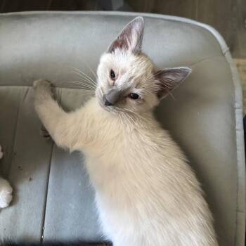 Frisee -  Siamese Cat for Adoption in Bulverde, Texas - Frisee | PetCurious