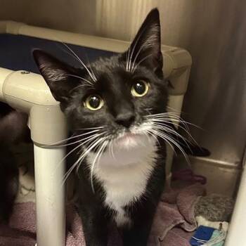 Milk Tea -  Domestic Short Hair Cat for Adoption in Walnut Creek, California - Milk Tea | PetCurious