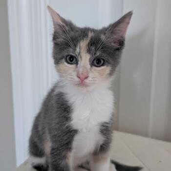 Strawberry -  Domestic Short Hair Cat for Adoption in Chattanooga, Tennessee - Strawberry | PetCurious