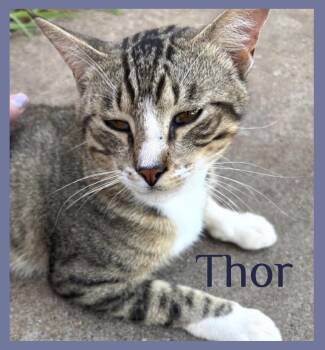 THOR -  Tabby Cat for Adoption in Lawton, Oklahoma - THOR | PetCurious