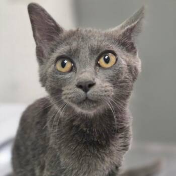 Banana Nut Muffin -  Domestic Short Hair Cat for Adoption in Charleston, West Virginia - Banana Nut Muffin | PetCurious
