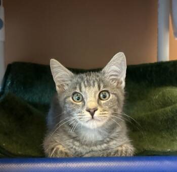 Rescue Domestic Short Hair Cats for Adoption in Milpitas, California - Angel | PetCurious