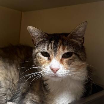 Miri -  Domestic Short Hair Cat for Adoption in Murray, Utah - Miri | PetCurious