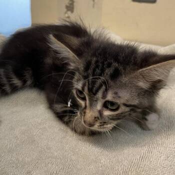 Moana -  Domestic Short Hair Cat for Adoption in Pasadena, California - Moana | PetCurious