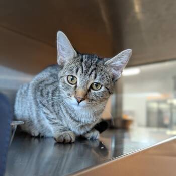 Rescue Domestic Short Hair Cats for Adoption in Cape Girardeau, Missouri - Cashie | PetCurious