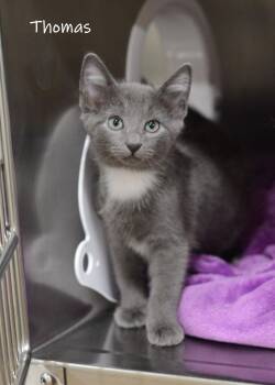 Thomas -  Domestic Medium Hair Cat for Adoption in Watkinsville, Georgia - Thomas | PetCurious