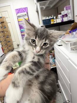 Chispita -  Domestic Short Hair Cat for Adoption in Pomona, New York - Chispita | PetCurious