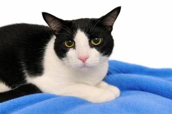 Domestic Short Hair Cats Available for Adoption - KING | PetCurious
