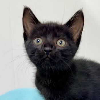 Domestic Short Hair Cats Available for Adoption in Redwood Valley, California - Fennel | PetCurious