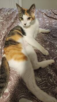 Zelda - 1 Year ( Avail 7/15) -  Domestic Short Hair Cat for Adoption in Sterling, Massachusetts - Zelda - 1 Year ( Avail 7/15) | PetCurious