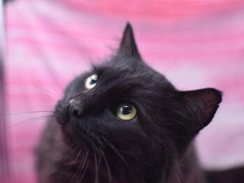 Domestic Medium Hair Cats Available for Adoption - Sherman | PetCurious