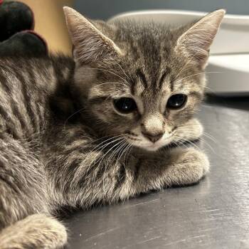 Cullen Bohannon -  Domestic Short Hair Cat for Adoption in Chattanooga, Tennessee - Cullen Bohannon | PetCurious