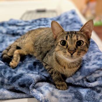 Rescue Domestic Short Hair Cats for Adoption in Columbiana, Alabama - Momma Chapstick | PetCurious