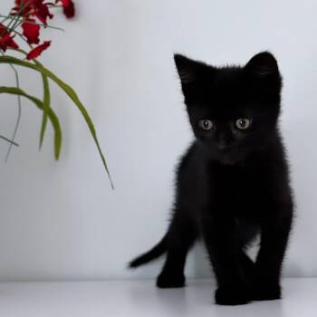 Katness -  Domestic Short Hair Cat Available for Adoption in Syosset, New York - Katness | PetCurious