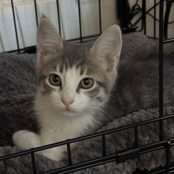 Baby Bear -  Domestic Short Hair Cat for Adoption in Spokane, Washington - Baby Bear | PetCurious