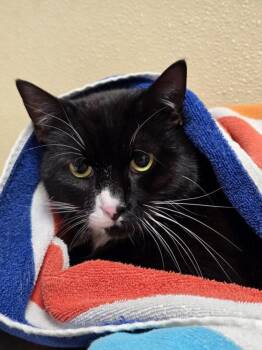 Domestic Short Hair Cats Available for Adoption - Beardo | PetCurious