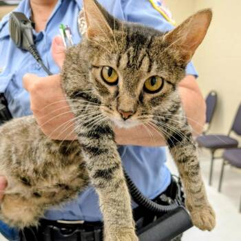 Indy -  Domestic Short Hair Cat for Adoption in Chanute, Kansas - Indy | PetCurious