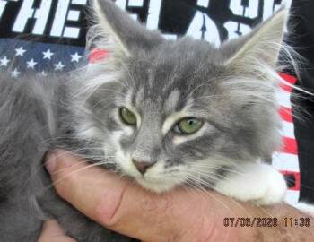 Sammy -  Maine Coon and Domestic Long Hair Cat for Adoption in Paris, Kentucky - Sammy | PetCurious
