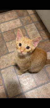 Willy -  Domestic Short Hair Cat for Adoption in Dysart, Iowa - Willy | PetCurious