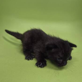 TXAC-Stray-20124 -  Siamese and Domestic Short Hair Cat for Adoption in Portland, Texas - TXAC-Stray-20124 | PetCurious