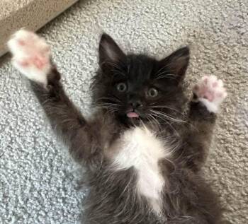 ADOPT A KITTY -  Domestic Medium Hair Cat for Adoption in Salisbury, Massachusetts - ADOPT A KITTY | PetCurious