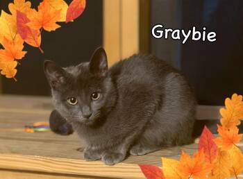 Graybie -  Russian Blue and Domestic Short Hair Cat for Adoption in Wyandotte, Michigan - Graybie | PetCurious