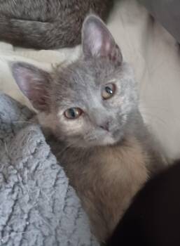 Charcoal -  Domestic Short Hair Cat for Adoption in New Berlin, Wisconsin - Charcoal | PetCurious