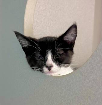 Crackle -  Domestic Short Hair Cat for Adoption in Seattle, Washington - Crackle | PetCurious