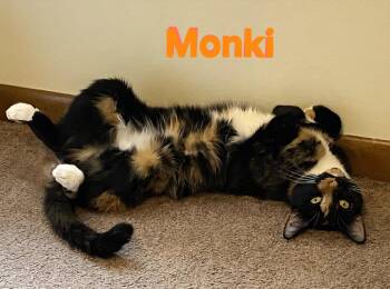 Monki -  Calico and Domestic Short Hair Cat for Adoption in Longwood, Florida - Monki | PetCurious