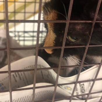 Alberta -  Domestic Short Hair Cat for Adoption in Philadelphia, Pennsylvania - Alberta | PetCurious