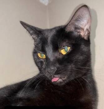 PEPPER -  Domestic Short Hair Cat for Adoption in Camarillo, California - PEPPER | PetCurious