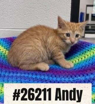Andy -  Domestic Short Hair Cat for Adoption in Dalton, Georgia - Andy | PetCurious