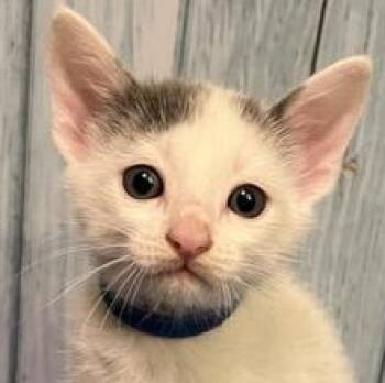 Turkish Van Cats Available for Adoption in Liverpool, Texas - Jasper | PetCurious