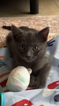 Russian Blue Cats Available for Adoption in Boca Raton, Florida - Marcus  | PetCurious