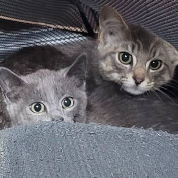 Sail (Barn Cat) -  Domestic Short Hair Cat for Adoption in Coos Bay, Oregon - Sail (Barn Cat) | PetCurious