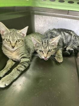 Tabby Fulcher -  Domestic Short Hair Cat for Adoption in Chatham, Virginia - Tabby Fulcher | PetCurious